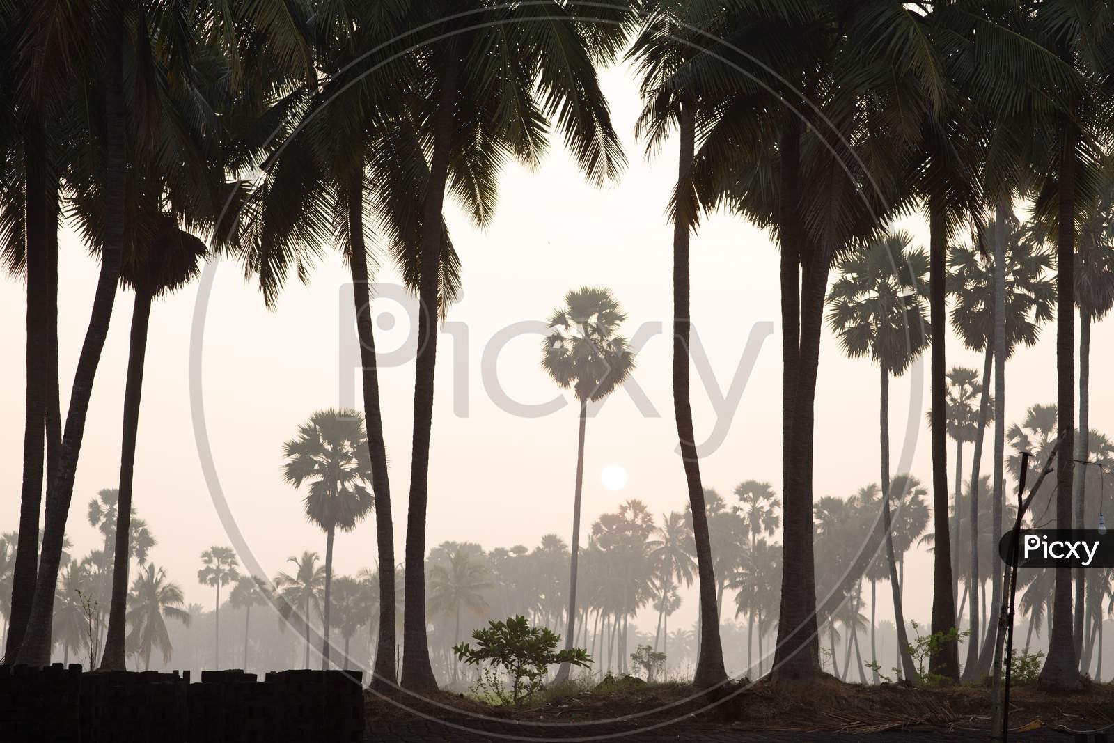 Landscape of palm trees covered in fog