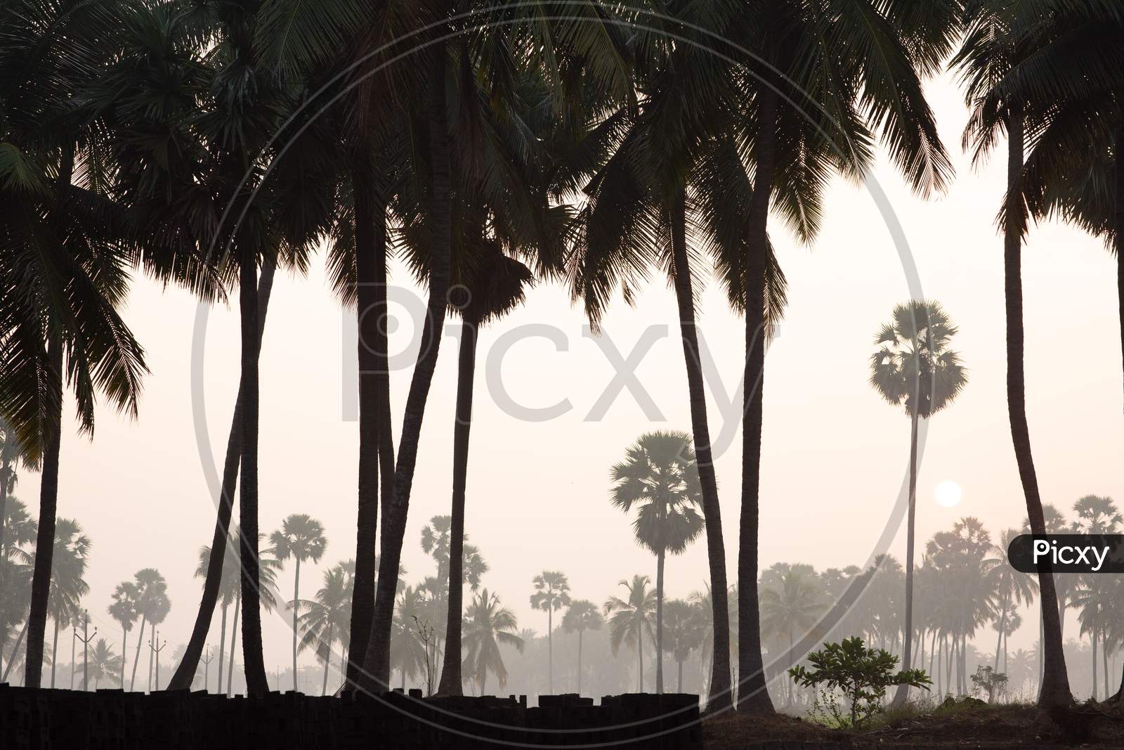View of foggy palm trees in Palakollu