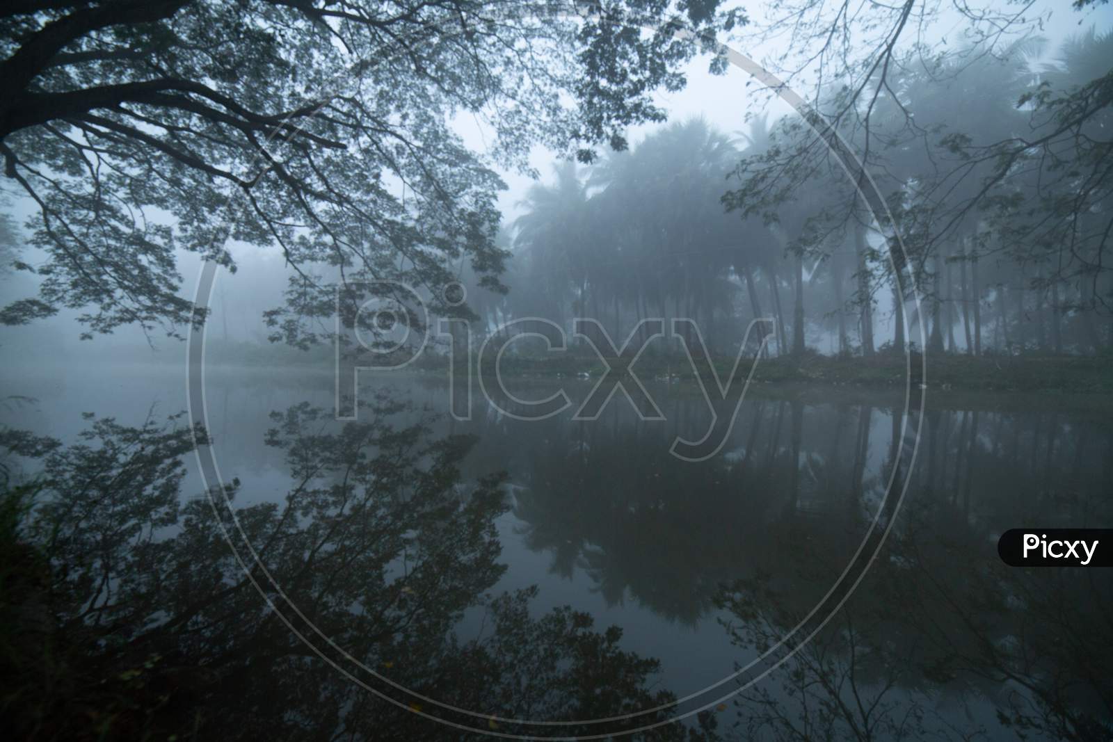 View of coconut trees during heavy fog