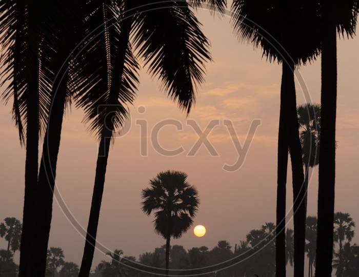 Sunrise hues by the coconut trees