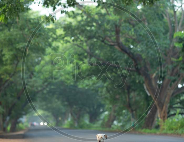 View of a stray dog on an empty roadway
