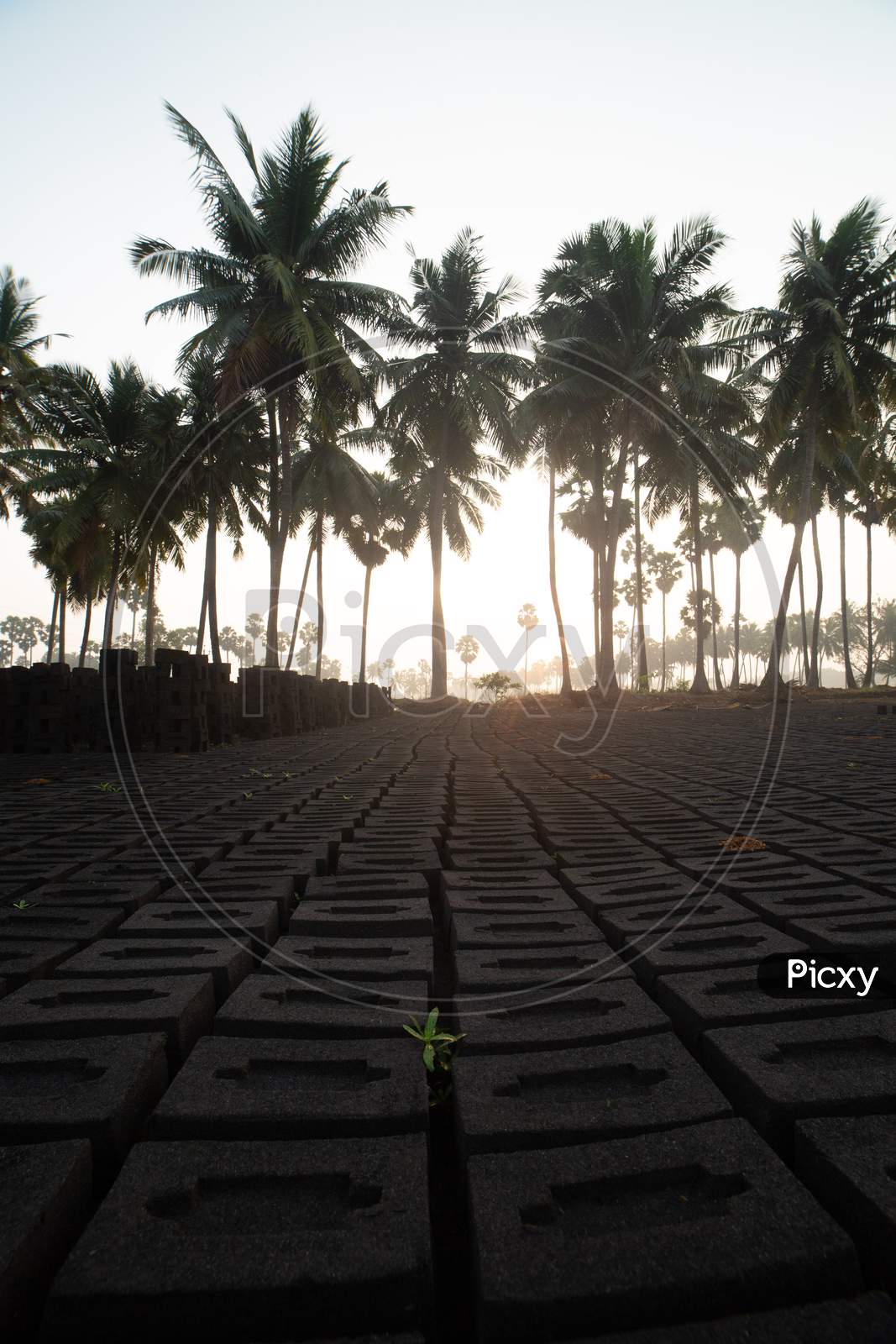 View of Coconut trees in Palakollu during sunrise