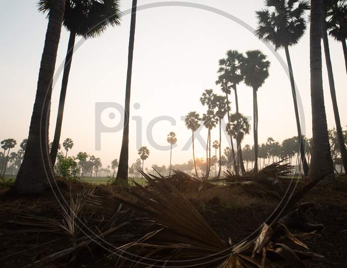 A Dried Palm Leaf on the ground