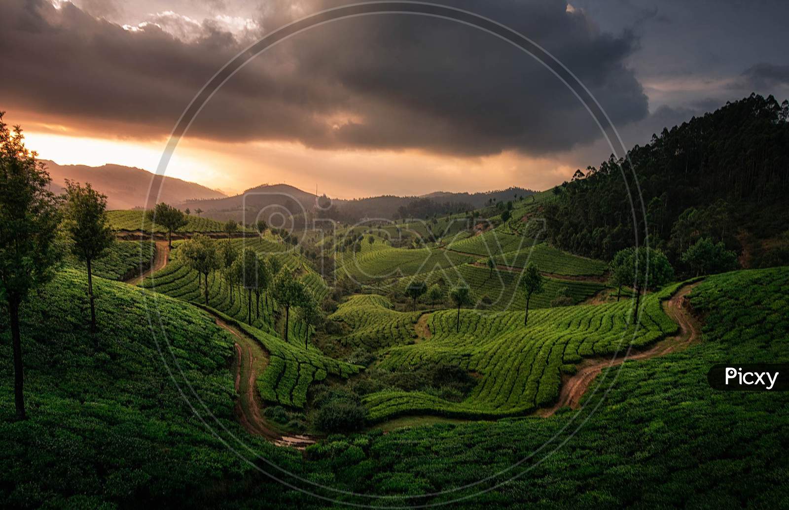 Tea Plantations In Munnar With Sunset Sky In Background