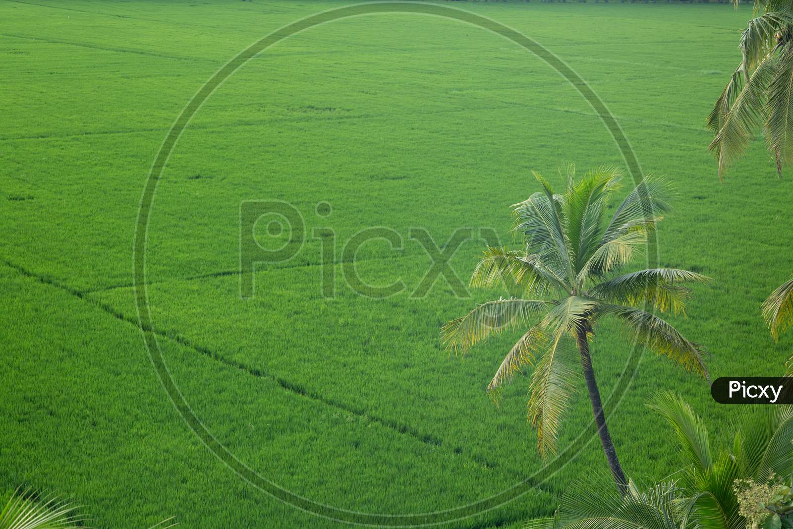 Aerial view of paddy fields in a village