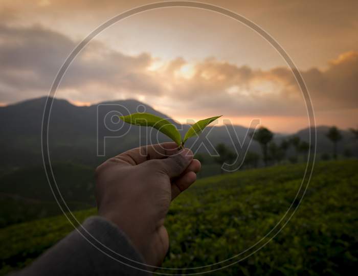 Tea Plantations In Munnar With Sunset Sky In Background