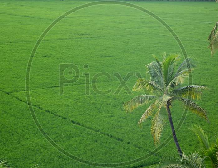 Aerial view of paddy fields in a village