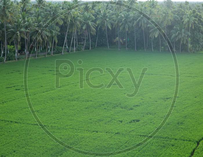 Aerial view of Palakollu Paddy Fields