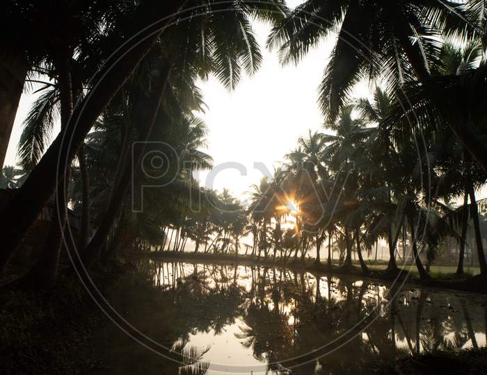 View of sunrise through coconut trees and pond in Palakollu