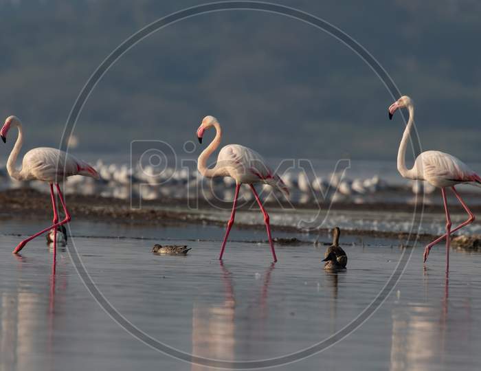 The Greater Flamingos
