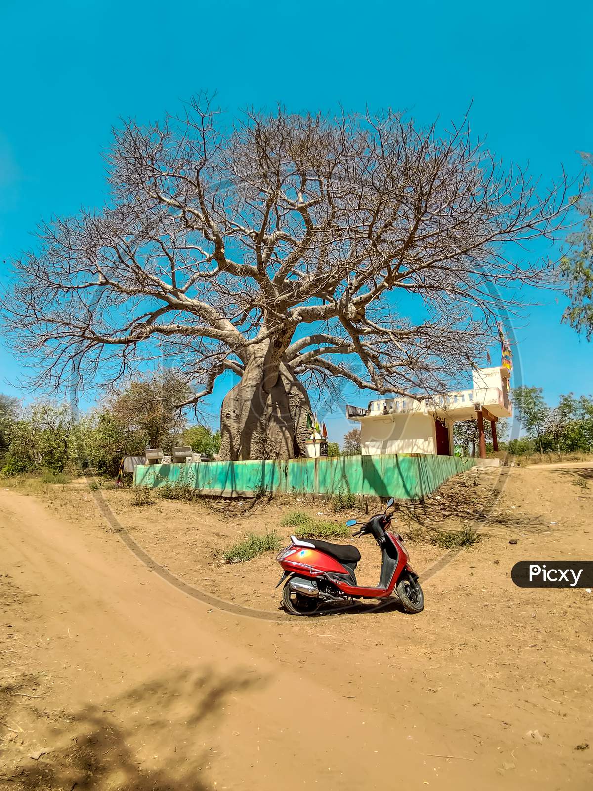 The great baobab tree