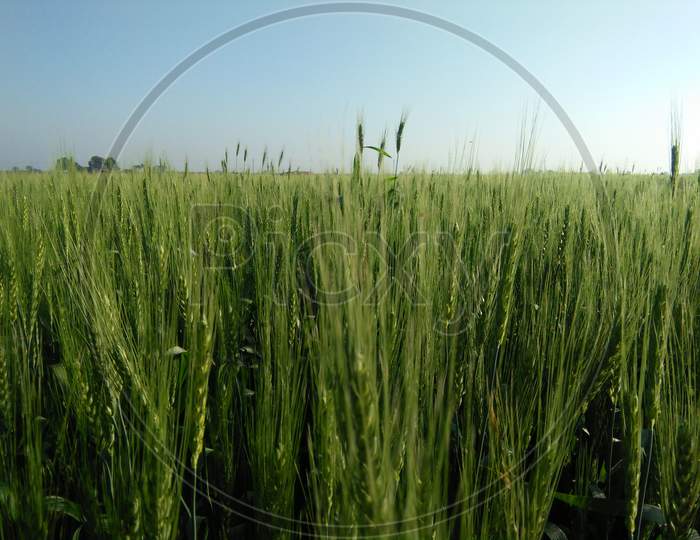 Wheat Agricultural farm