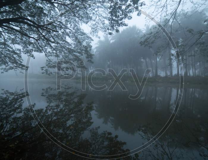 View of coconut trees during heavy fog