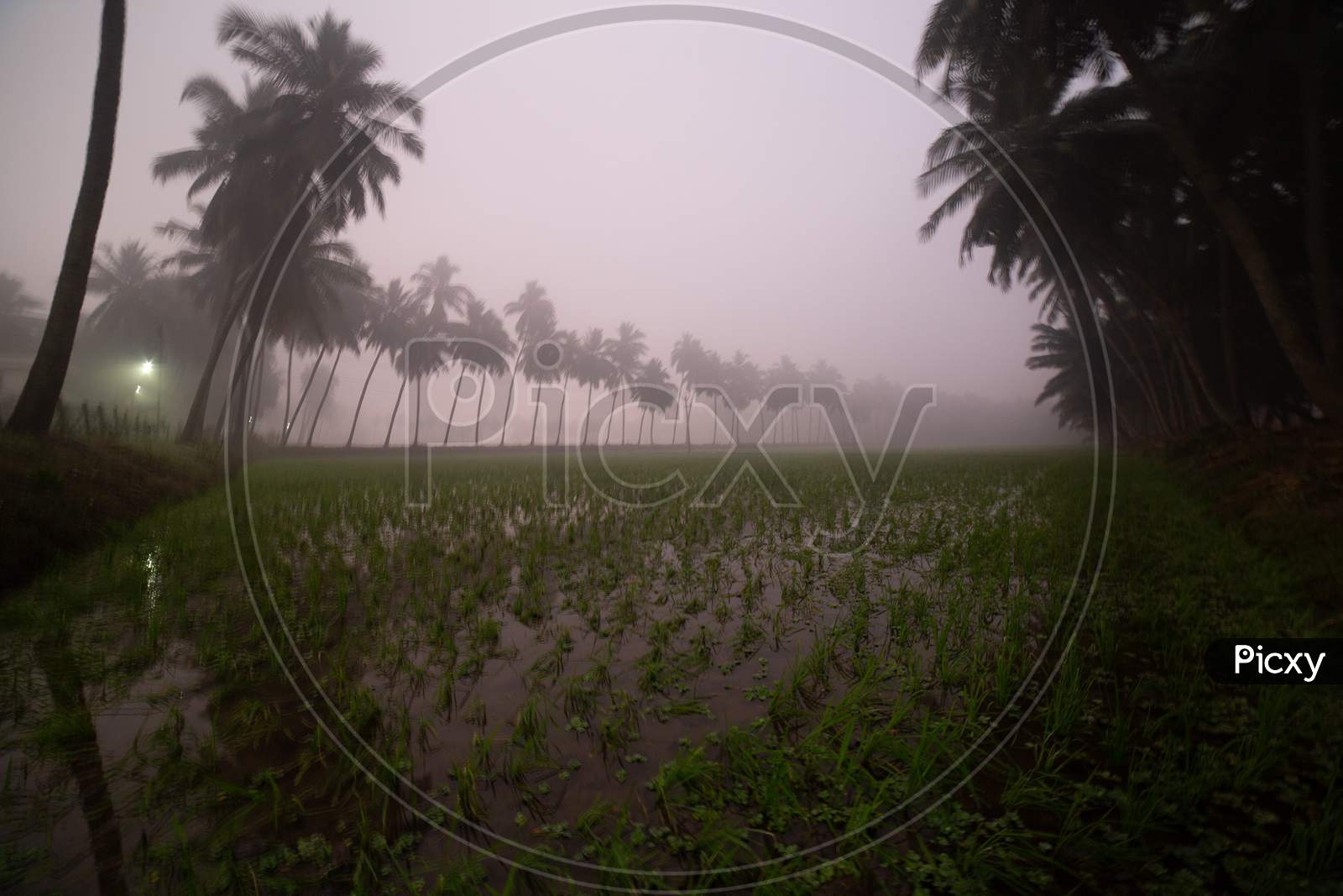 Landscape of foggy morning by the paddy fields