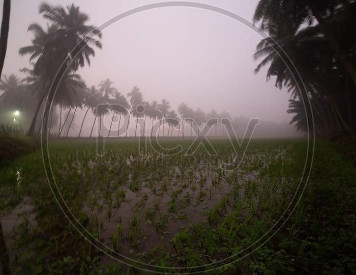 Landscape of foggy morning by the paddy fields