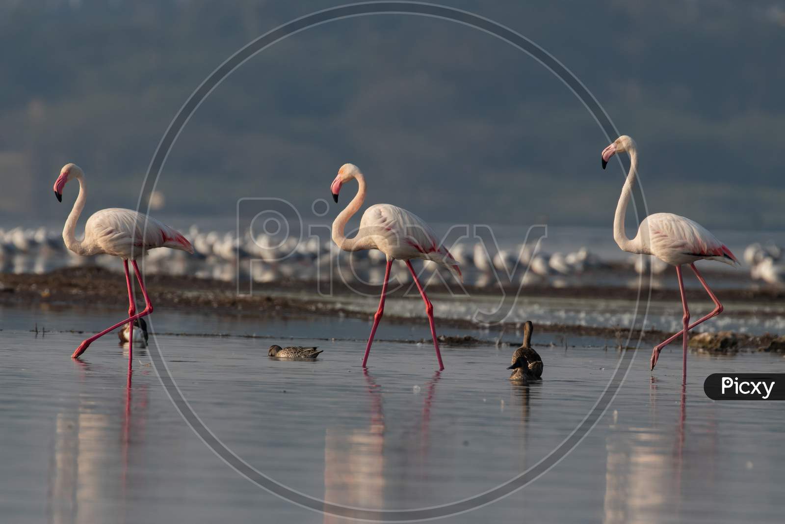 The Greater Flamingos