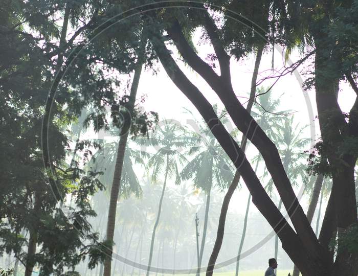 View of coconut trees covered in fog during morning