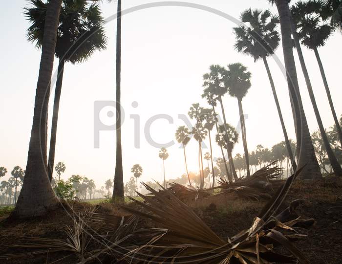 A Dried Palm Leaf