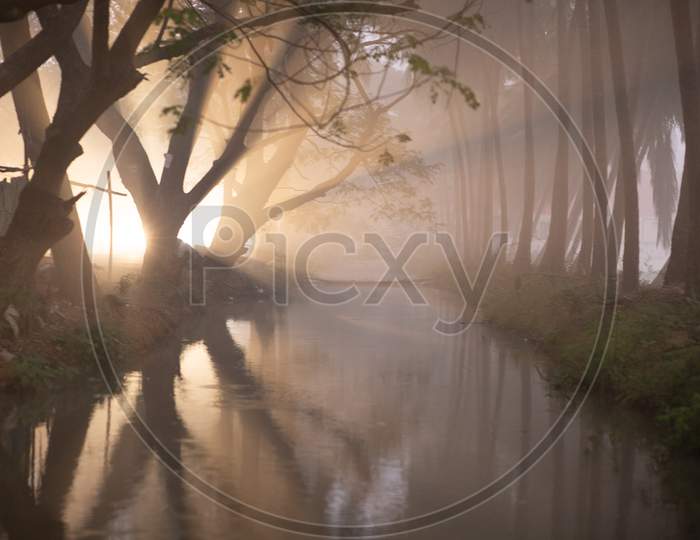 Light rays during the early morning fog