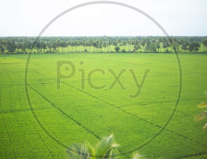 Aerial view of crop lands in a village