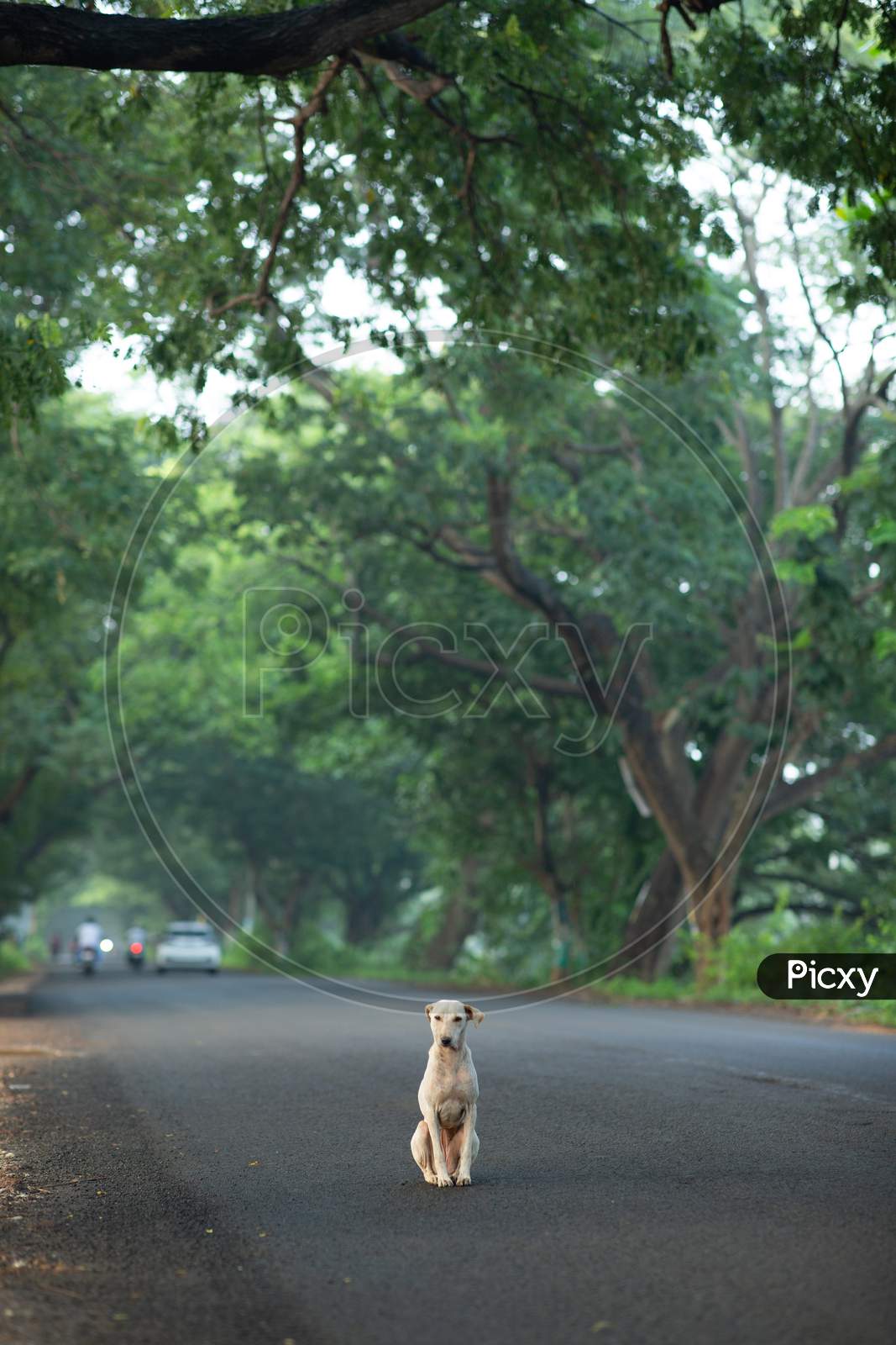 A Stray dog during the early morning