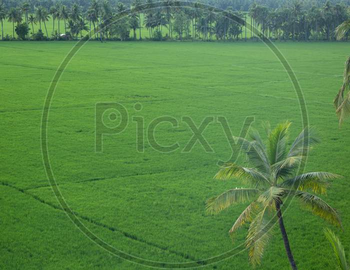 Aerial view of Palakollu Fields