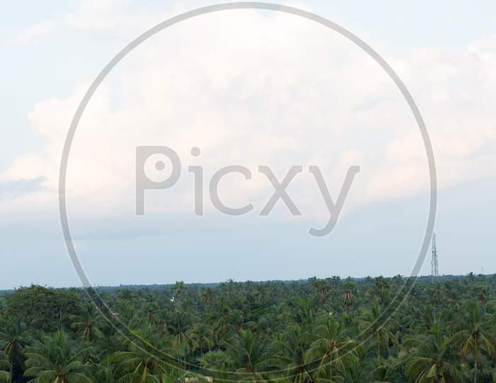 Aerial view of coconut trees with clear sky
