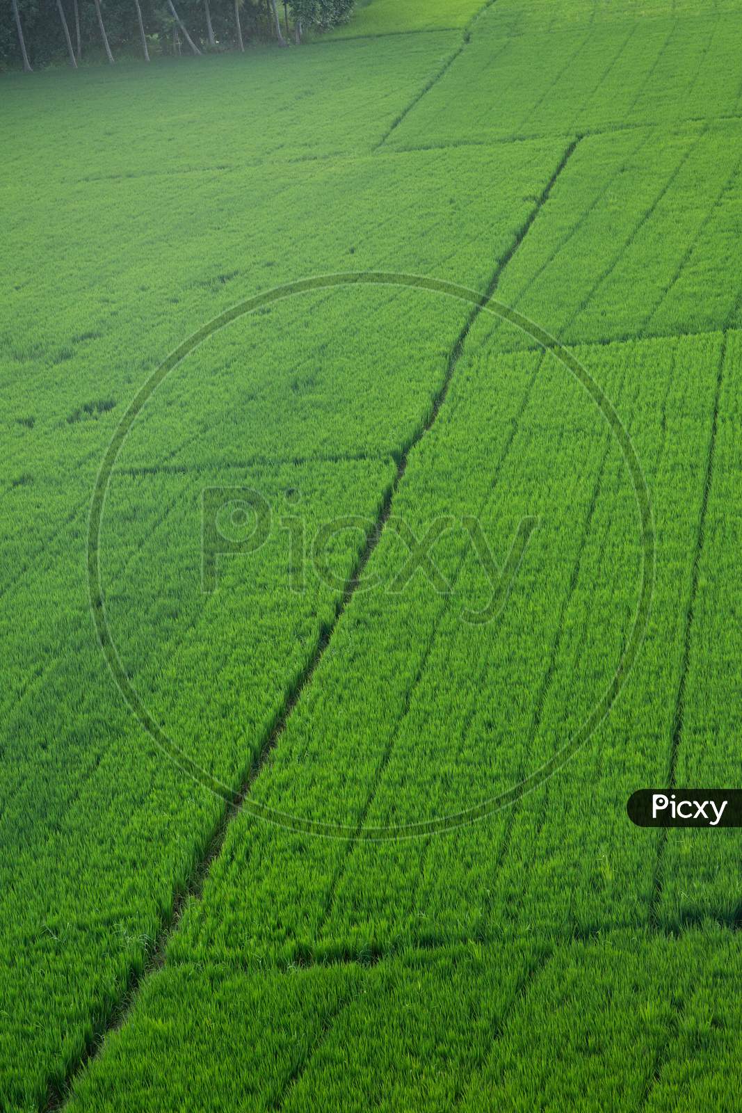 Aerial view of Palakollu green fields