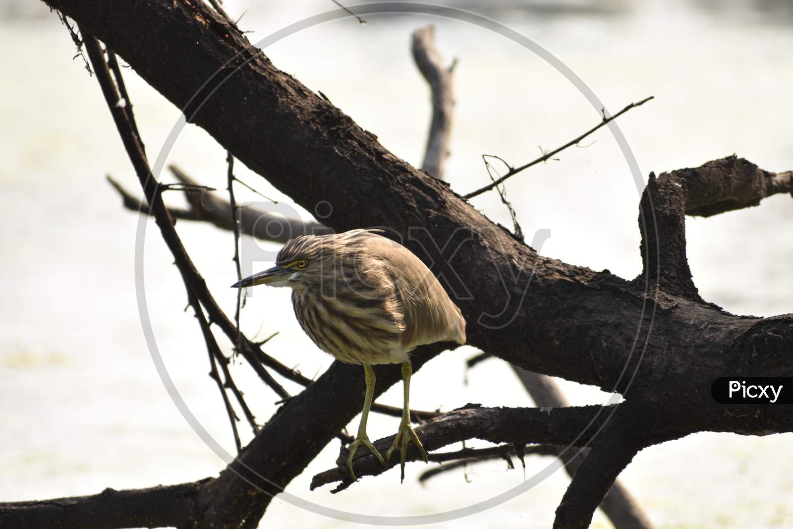 Eurasian Tree  Sparrow  on Tree