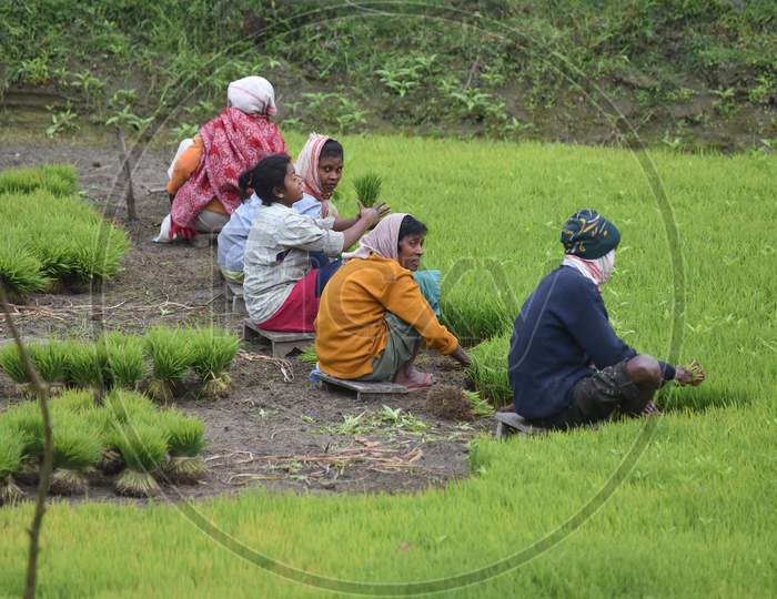 Farmer Works In a  Paddy Field  in Assam