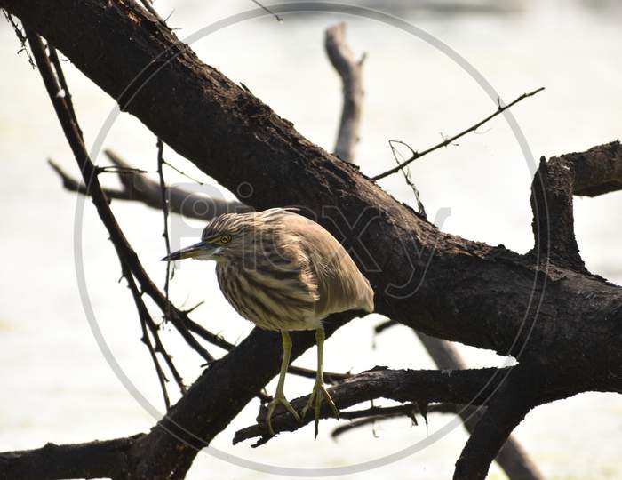 Eurasian Tree  Sparrow  on Tree