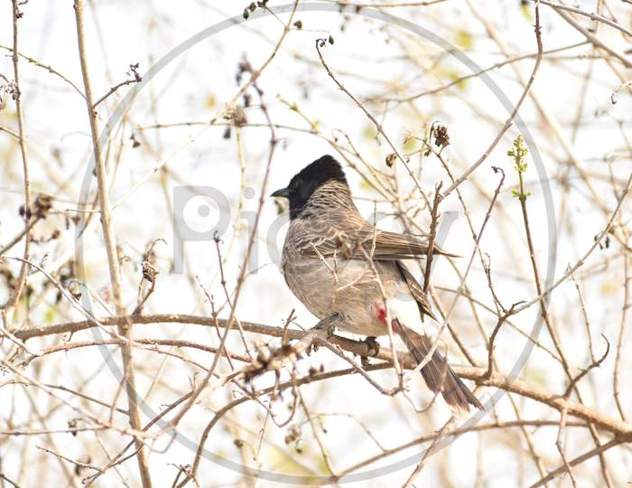 A red-vented Bulbul