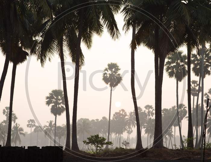 Silhouette of Coconut Trees Over Sunrise Sky In an Rural Village  Outskirts