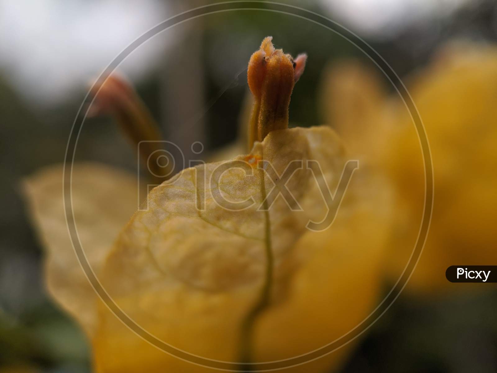 Close up of a flower bud