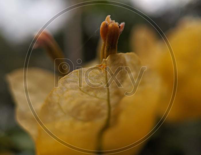 Close up of a flower bud