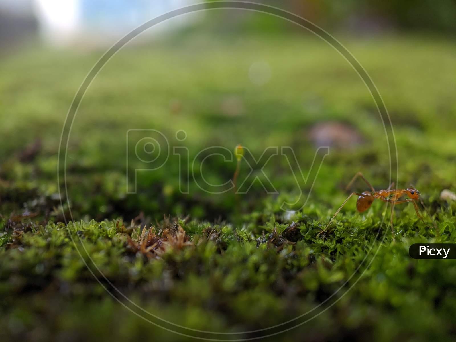 Close up of fire ant on the grass