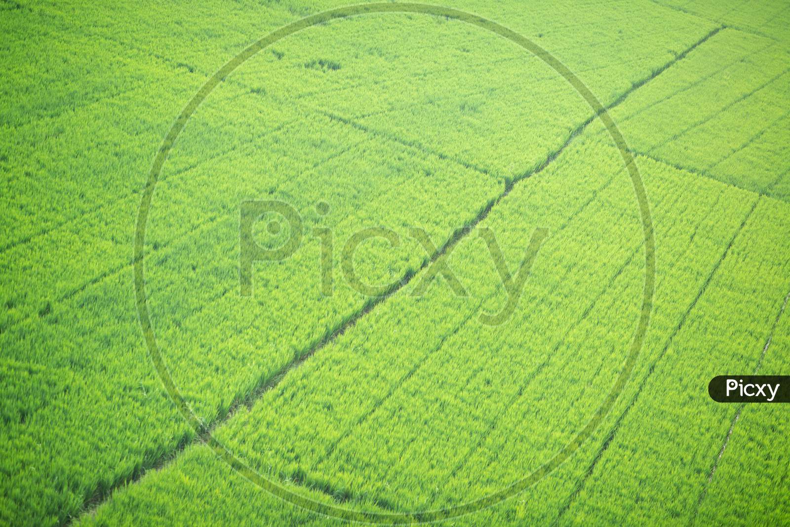 Green Paddy Fields In an Rural Village