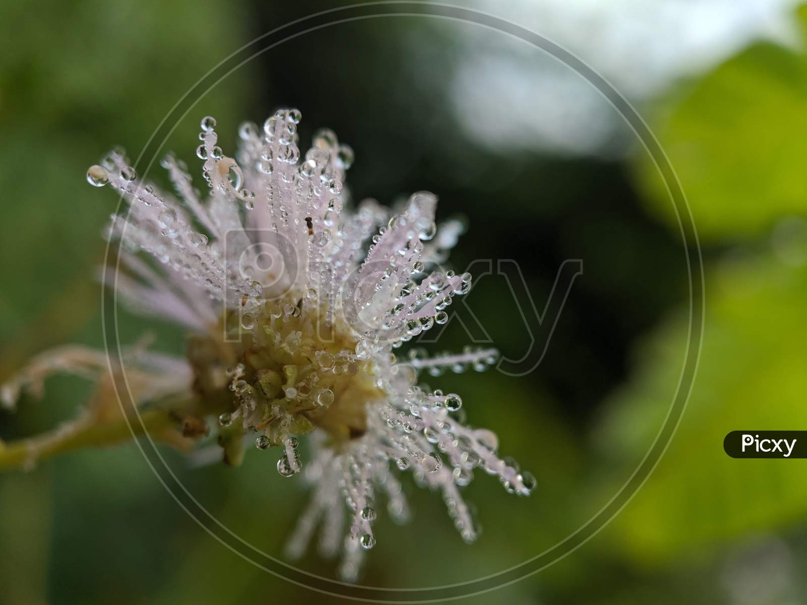 Dew on the Great Masterwort flower