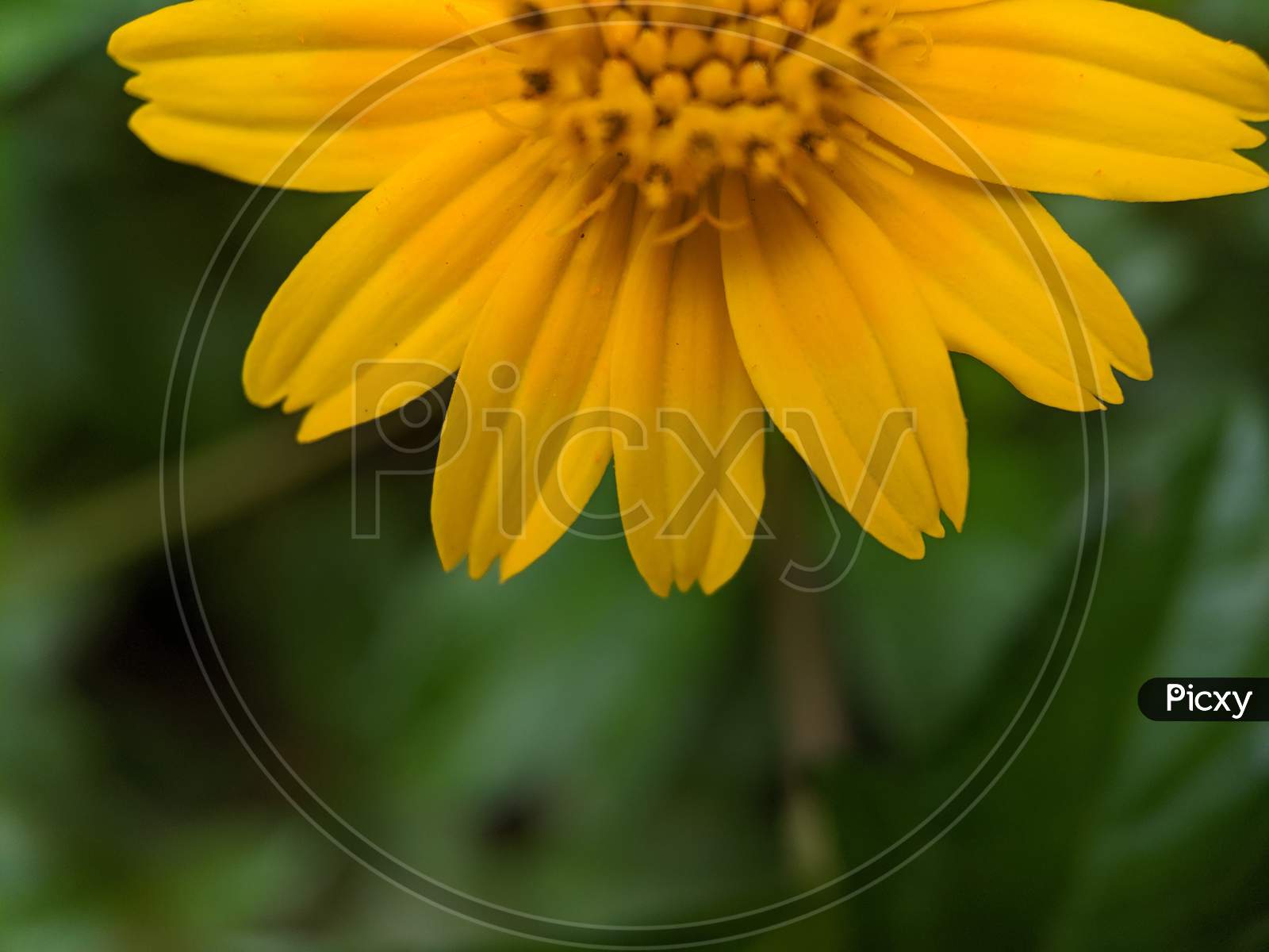 Petals of yellow flower