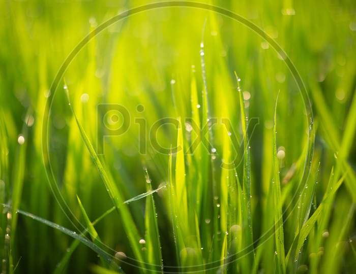Water Droplet Over Green Paddy Fields