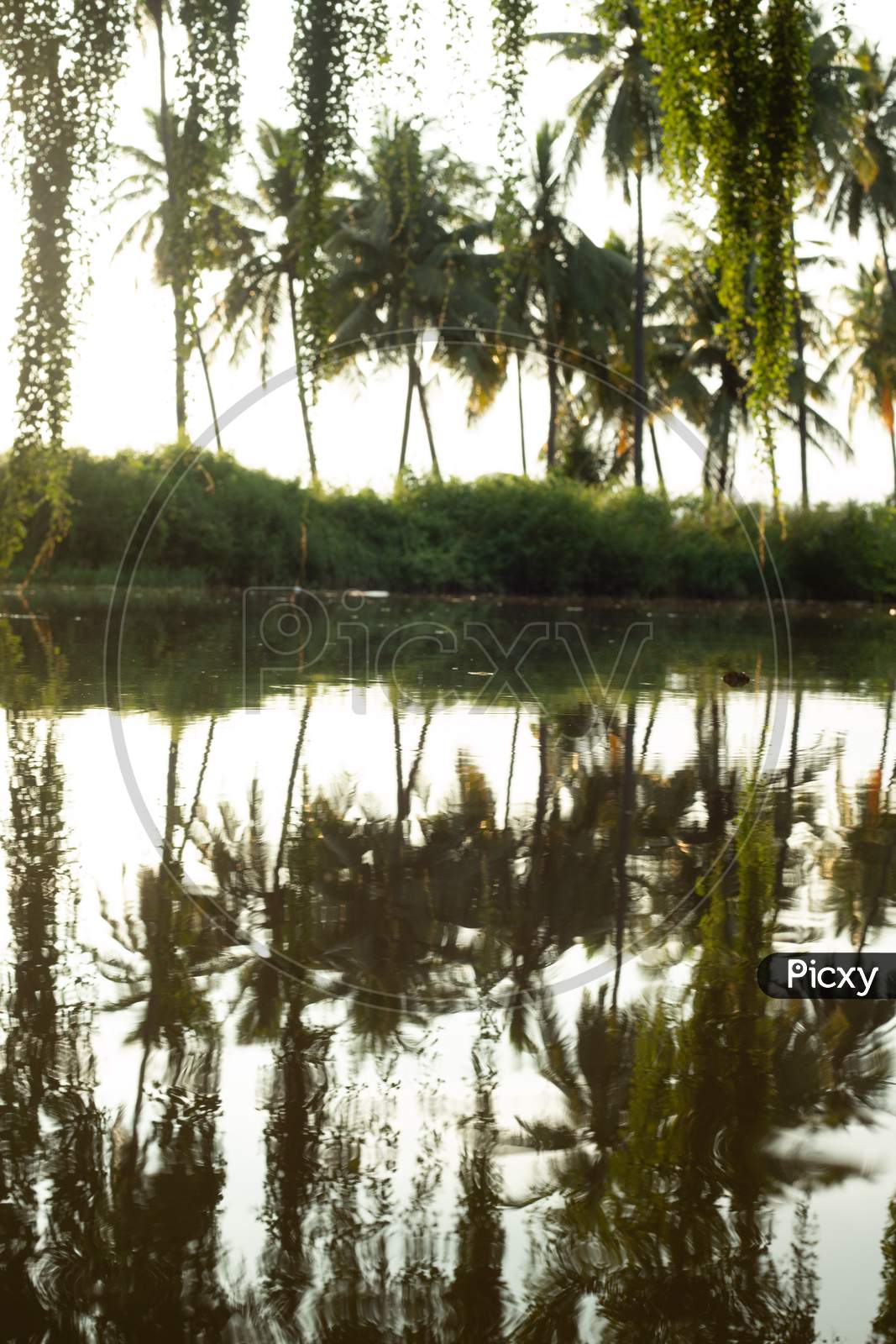 Reflection Of Coconut Trees Over Water Surface