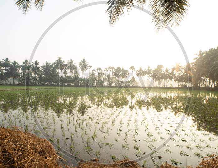 Young Green Paddy Fields With Reflection  Of Coconut Tree  At a Rural Village Outskirts