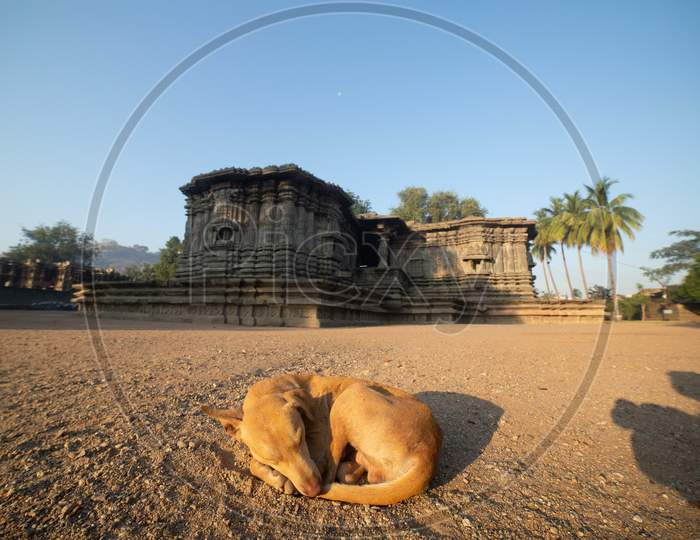A Stray Dog Siting At Thousand Pillar Temple In Warangal
