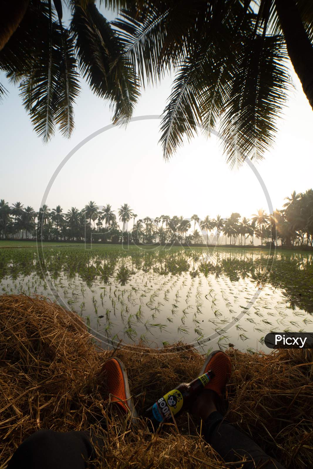 Young Green Paddy Fields With Reflection  Of Coconut Tree  At a Rural Village Outskirts