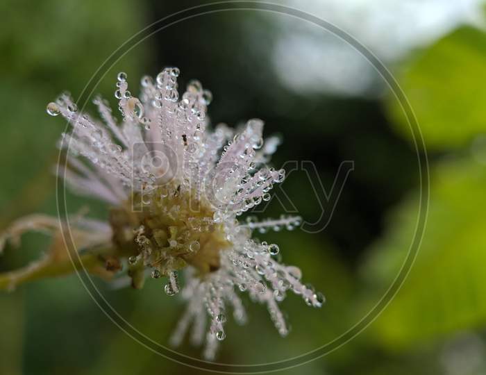 Dew on the Great Masterwort flower