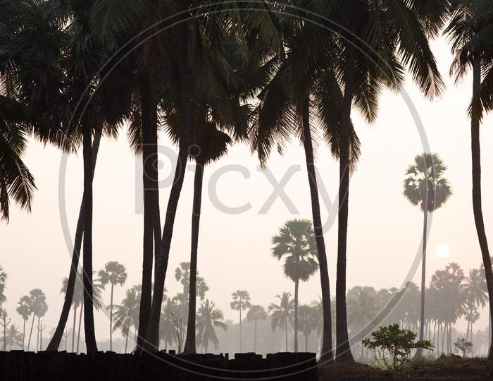 Silhouette of Coconut Trees Over Sunrise Sky In an Rural Village  Outskirts