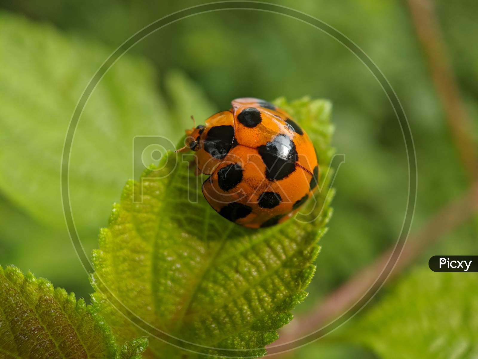 A Ladybug on the leaf