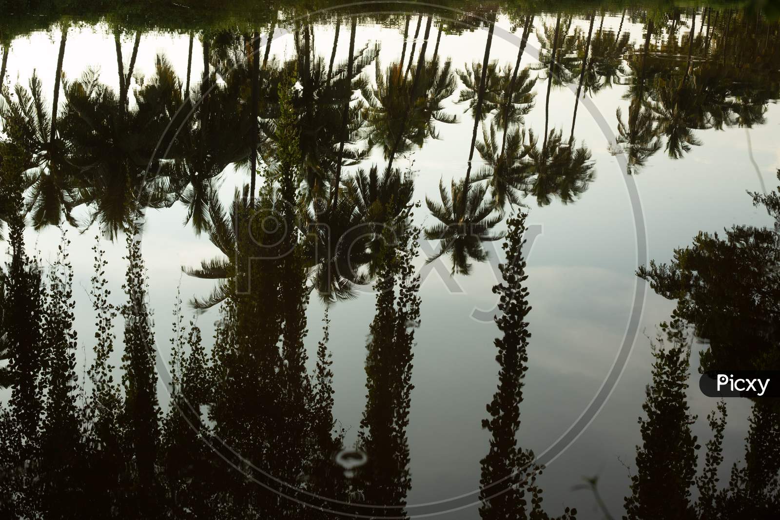Reflection of Coconut Trees Over Water Surface
