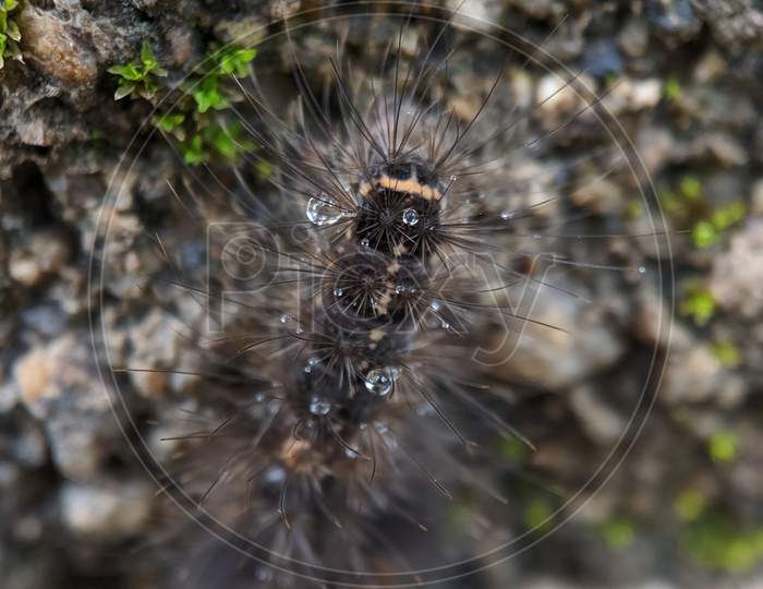Close up of caterpillar