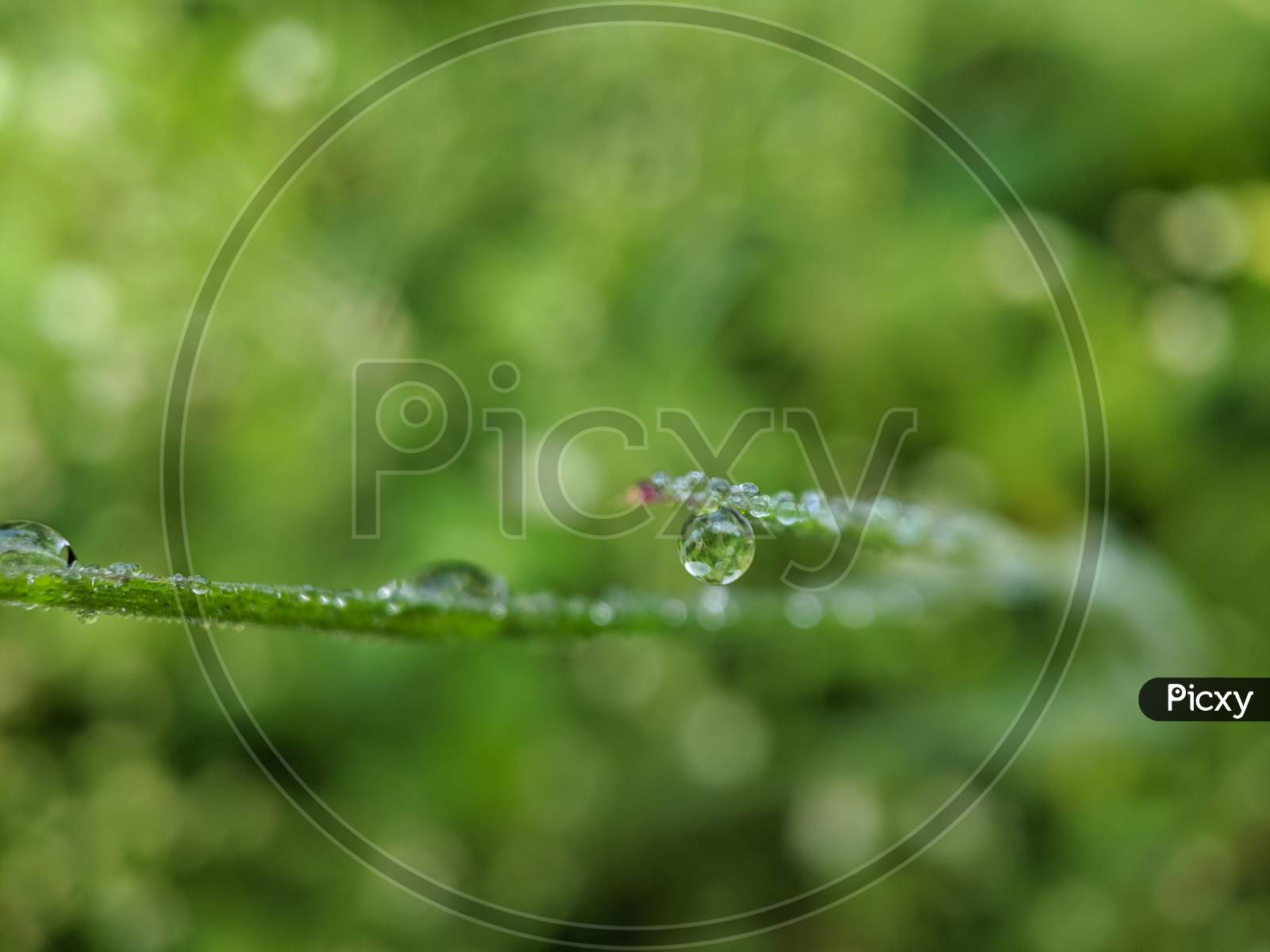Close up of dew on the leaf